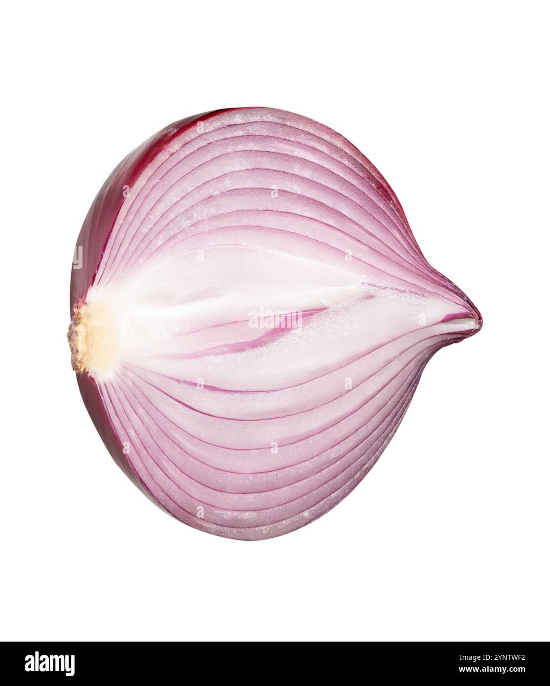 Top view of big red or purple onion bulb in half is isolated on white ...