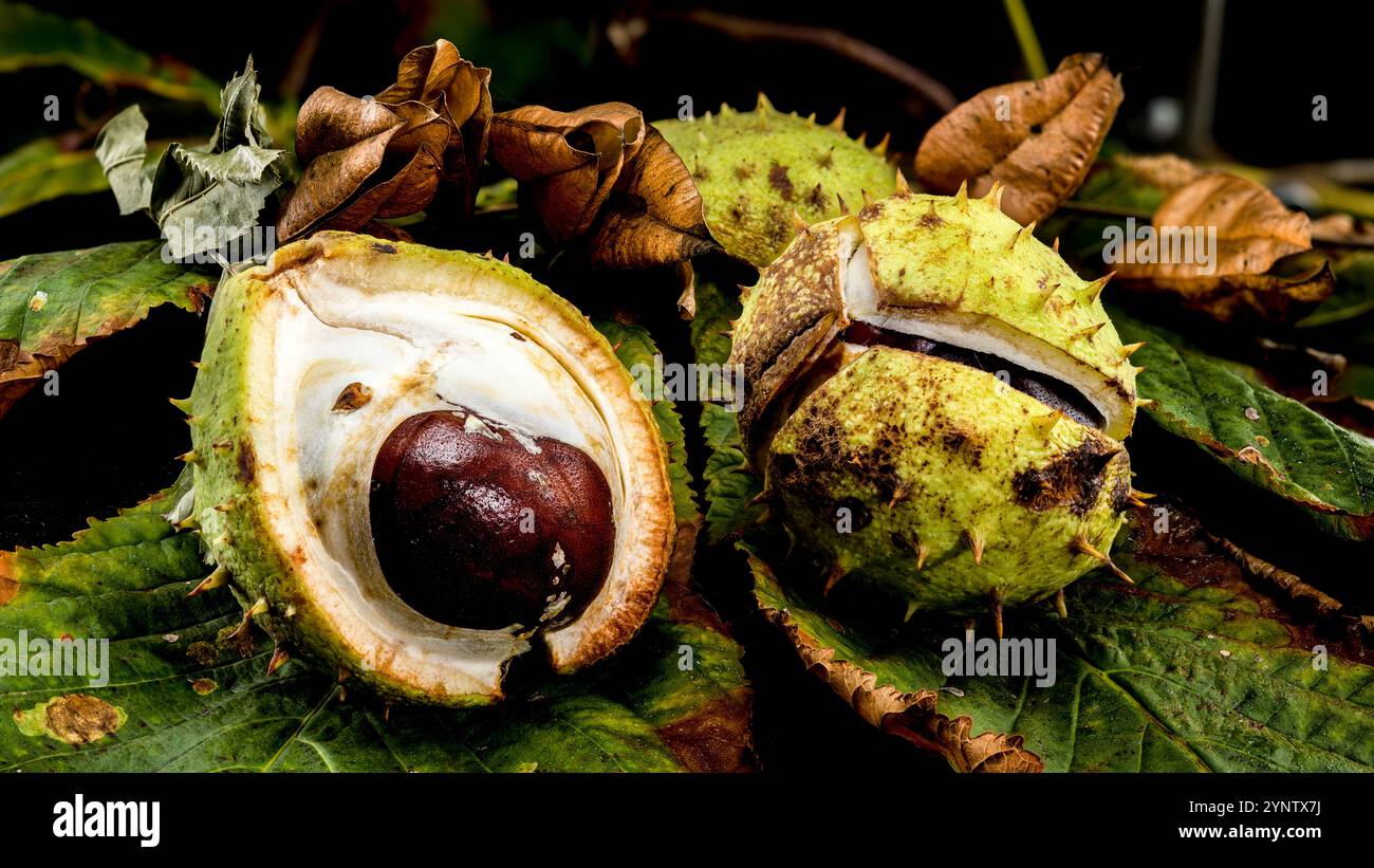 the seed pod of a horse chestnut (Aesculus hippocastanum), also known ...