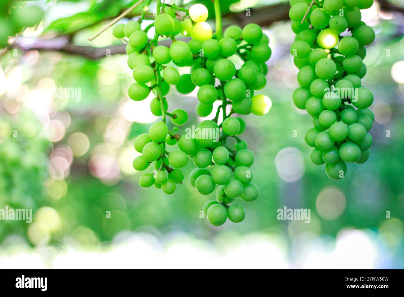The green grape is a sweet fruit that grows in bunches. The fruit makes ...