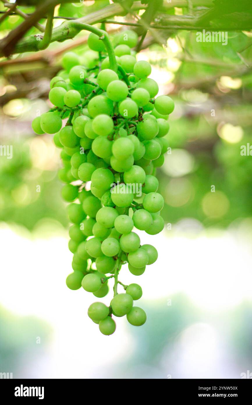 The green grape is a sweet fruit that grows in bunches. The fruit makes ...