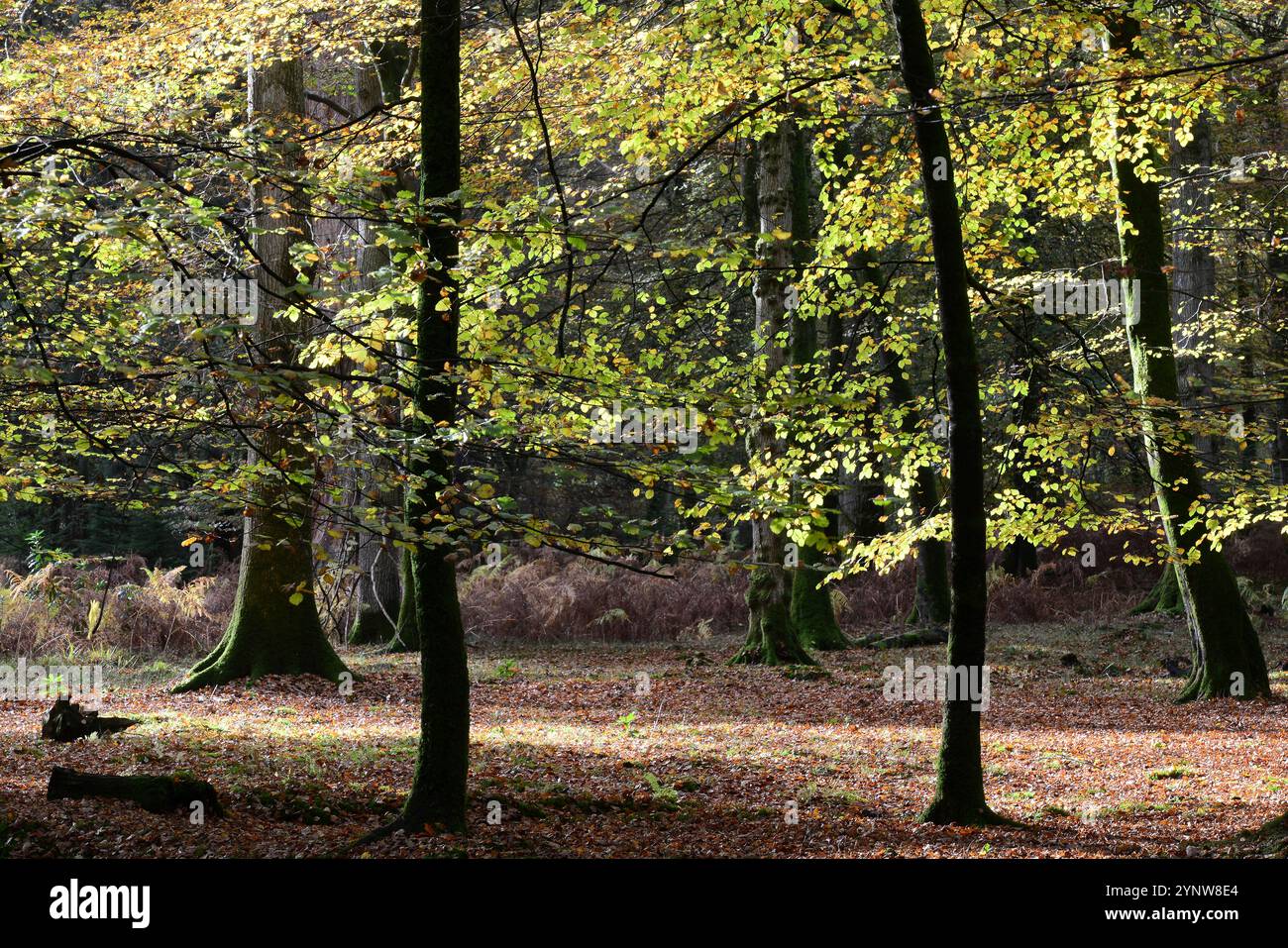 Hampshire new forest national park hi-res stock photography and images ...