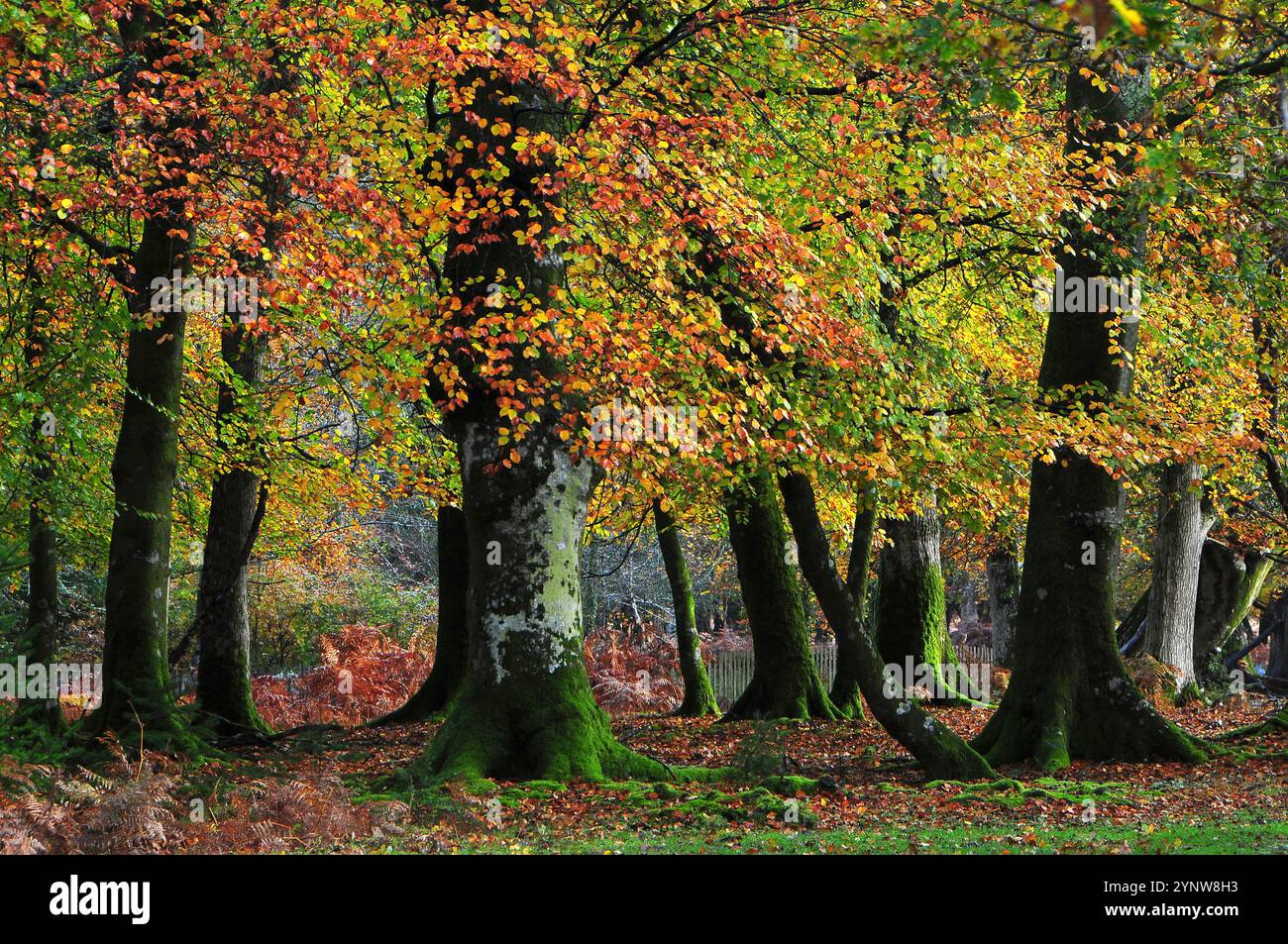 beech-trees-new-forest-national-park-hampshire-uk-stock-photo-alamy