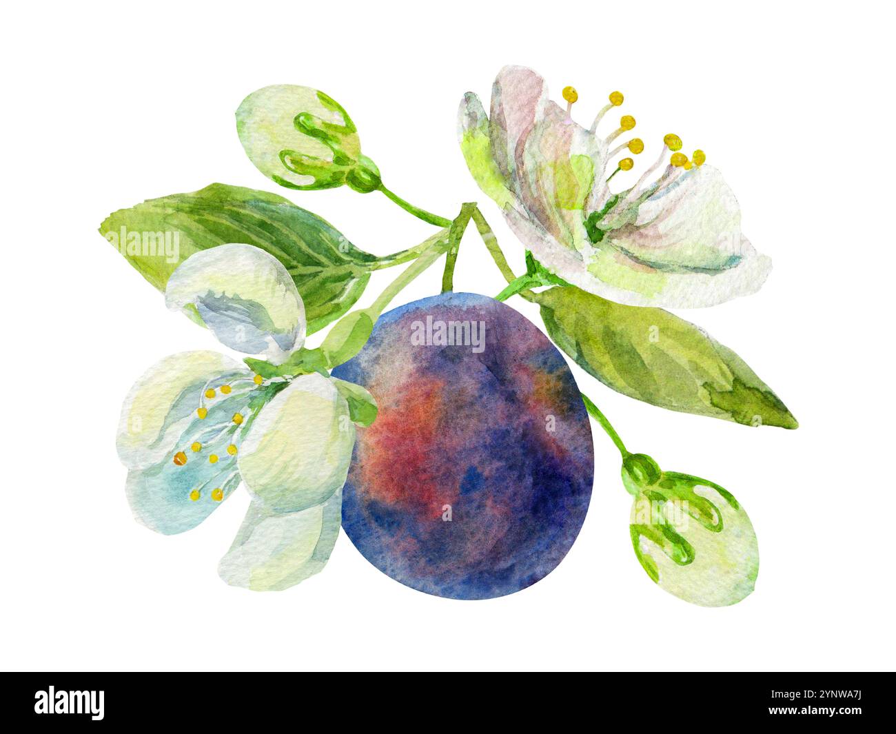 Plums branch with leaves and flowers on an isolated on a white ...