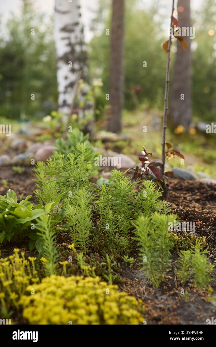 Lush greenery flourishes hi-res stock photography and images - Alamy