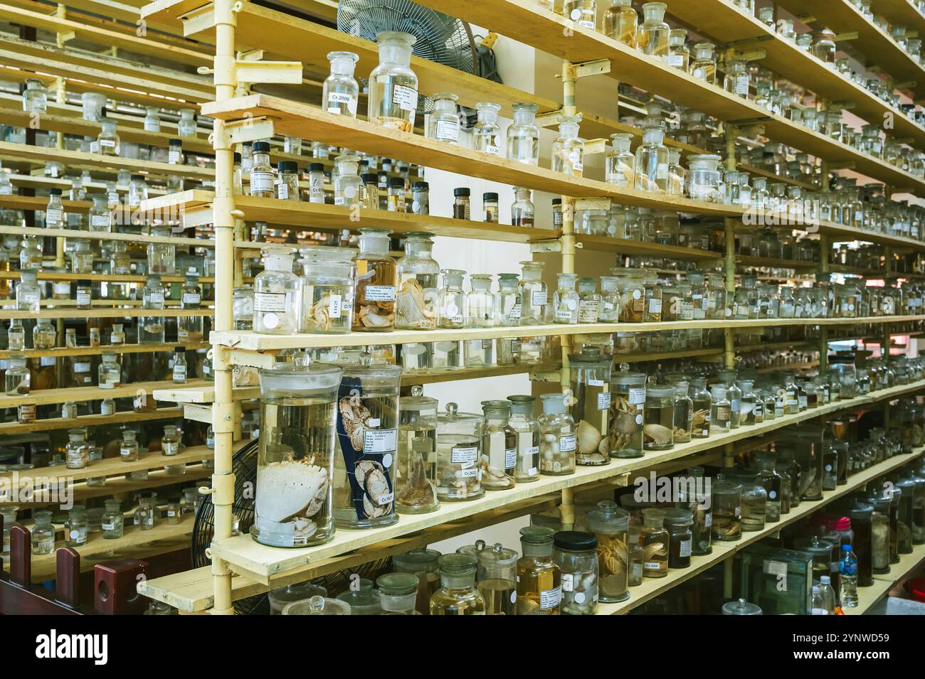 flasks and test tubes with samples of organisms in formaldehyde on shelf of a scientific secret biochemical laboratory Stock Photo