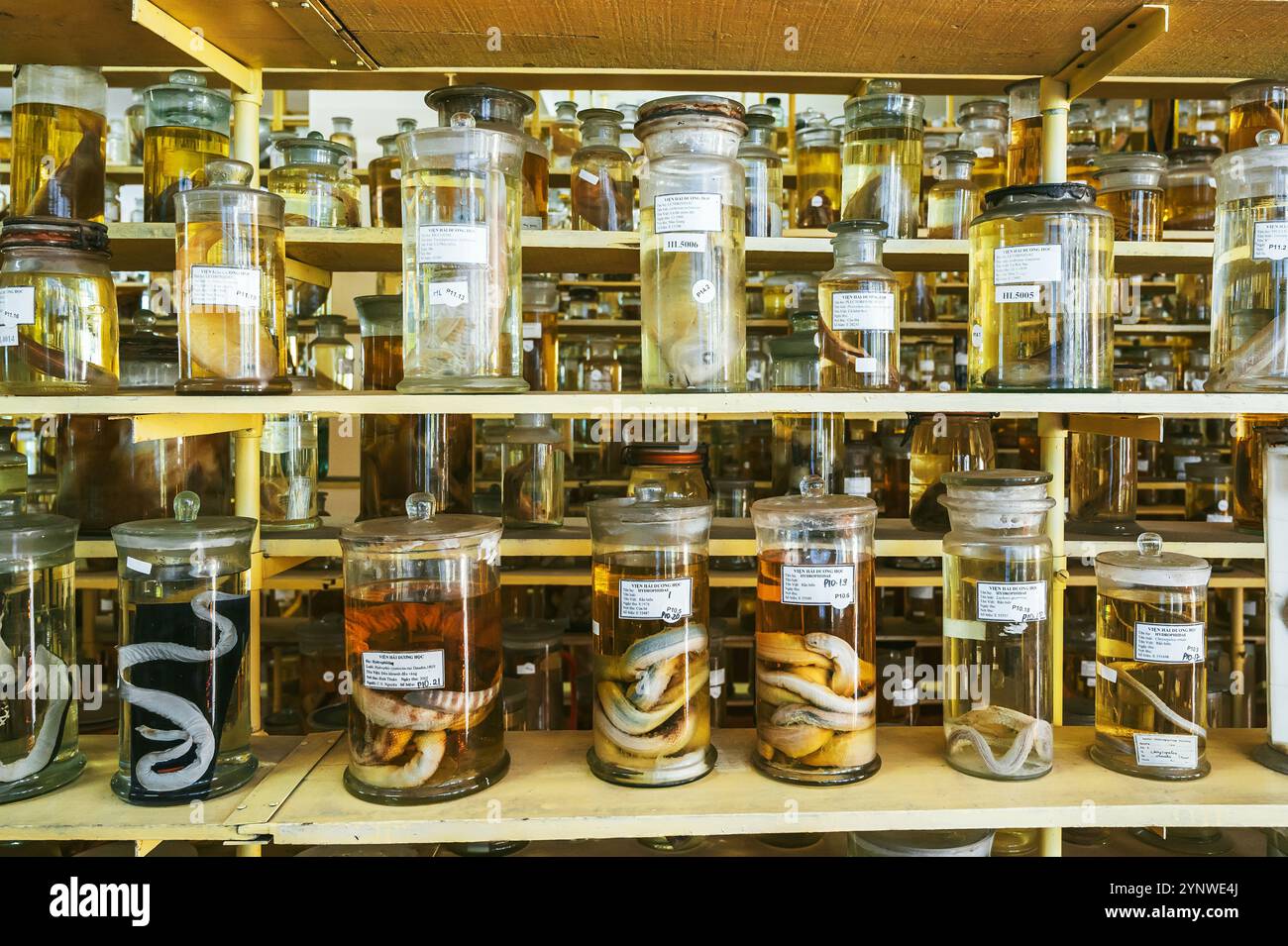 flasks and test tubes with samples of organisms in formaldehyde on shelf of a scientific secret biochemical laboratory Stock Photo
