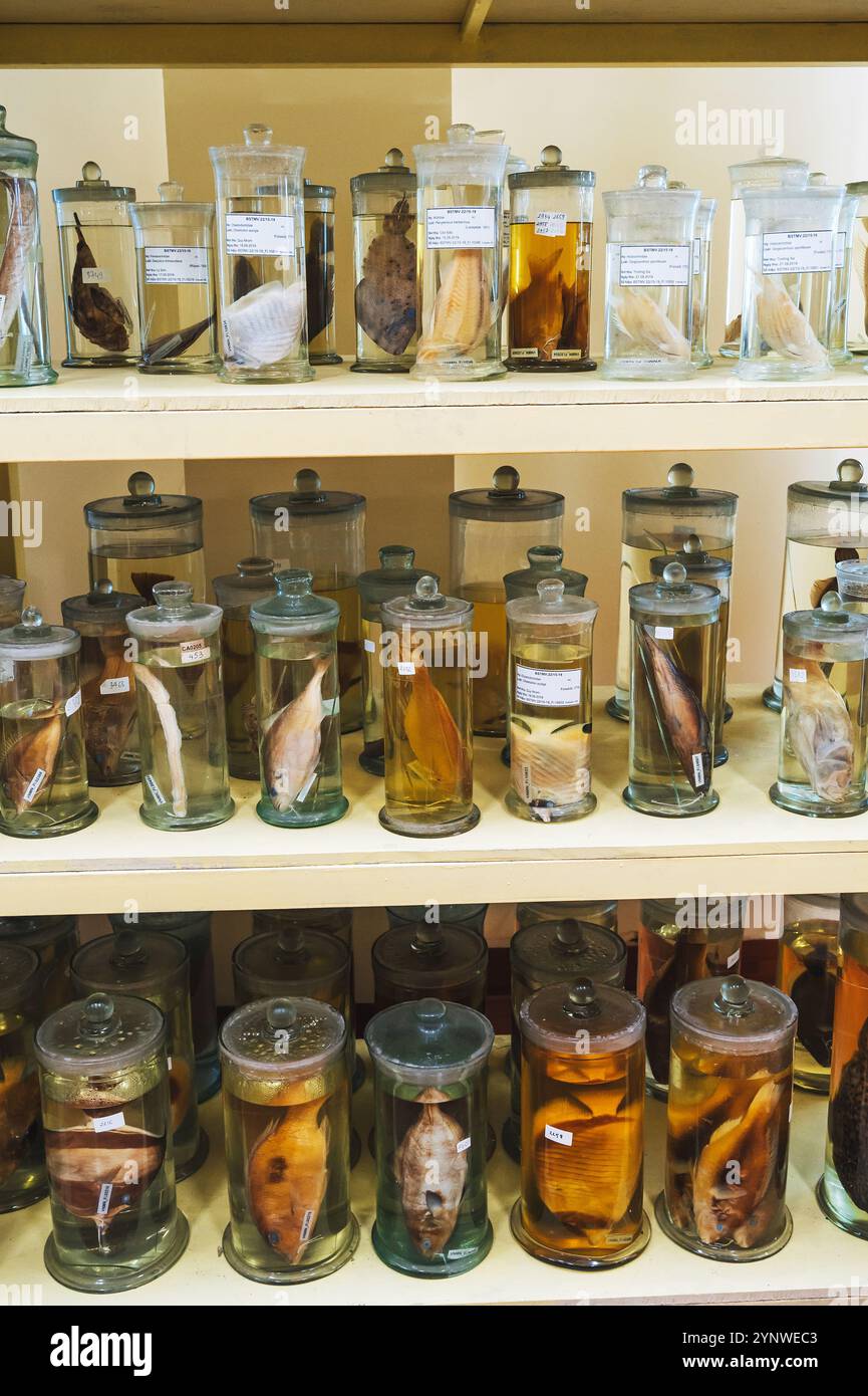 flasks and test tubes with samples of living organisms in formaldehyde on the shelf of a scientific secret biochemical laboratory Stock Photo