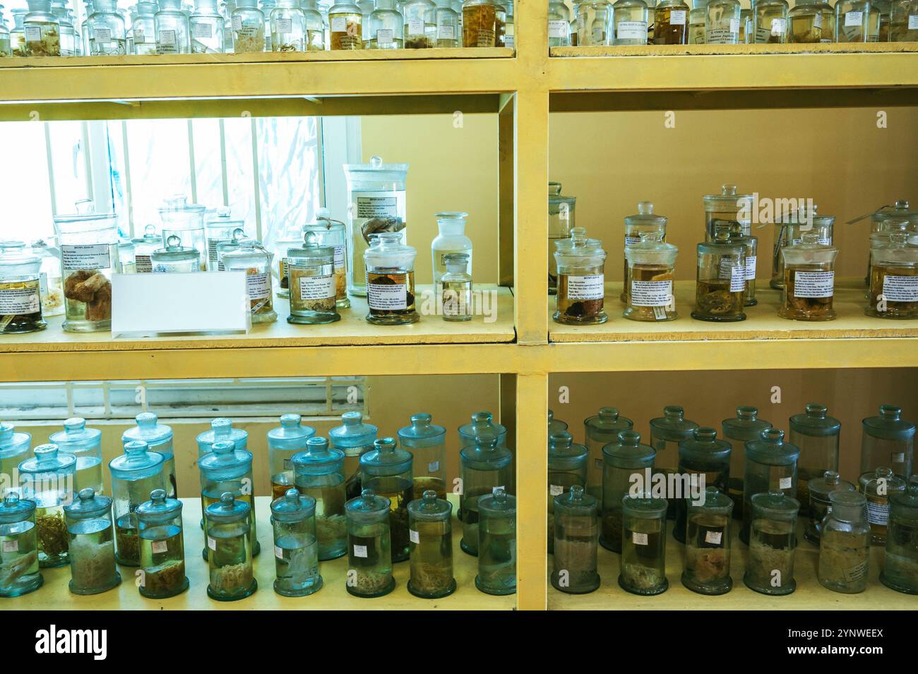 flasks and test tubes with animals in formaldehyde on shelves in a biological scientific secret laboratory Stock Photo