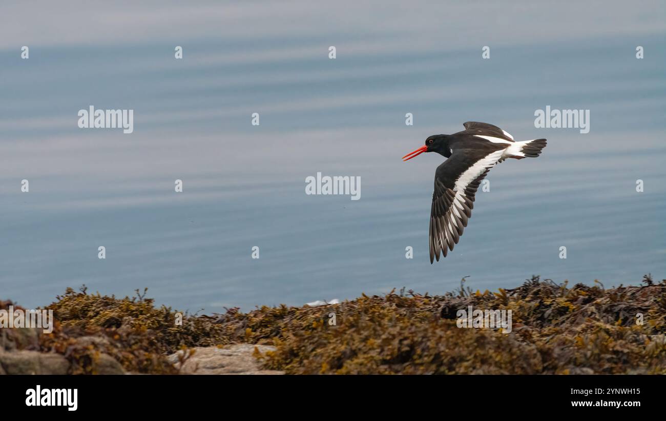 Eurasian Oystercatcher (Haematopus ostralegus) flying, Kintyre Peninsula, Scotland Stock Photo