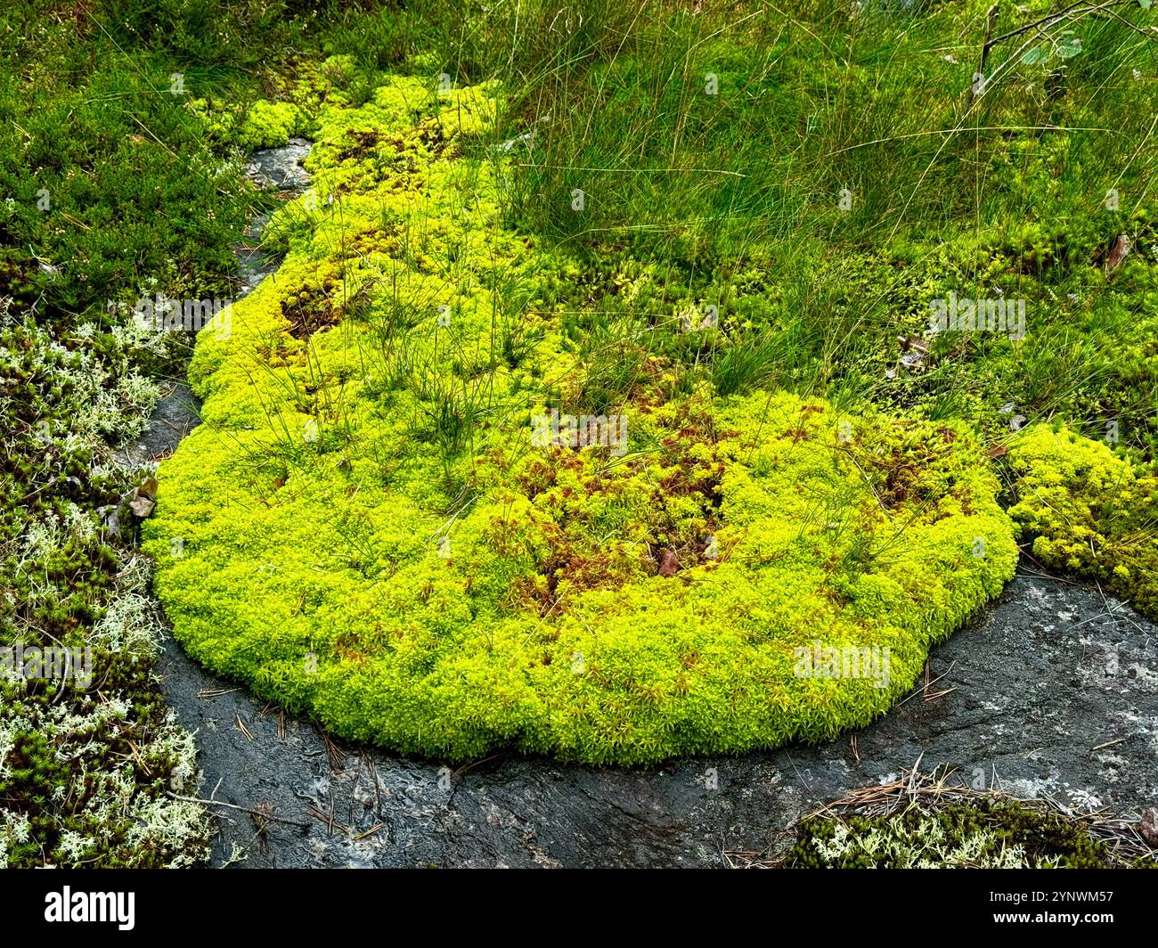 Bright green carpets of Sphagnum moss spread across a rocky surface, showcasing lush, vibrant textures that hint at the changing seasons in the nature - Smartphone Captured Stock Image