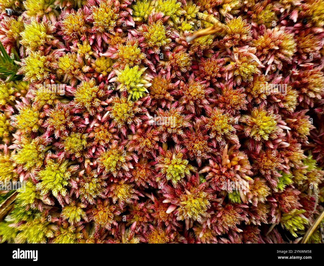 A close-up view of Polytrichum commune, showing the reddish-brown and green hues of its spiked structure, embodying the essence of autumn's arrival - Smartphone Captured Stock Image