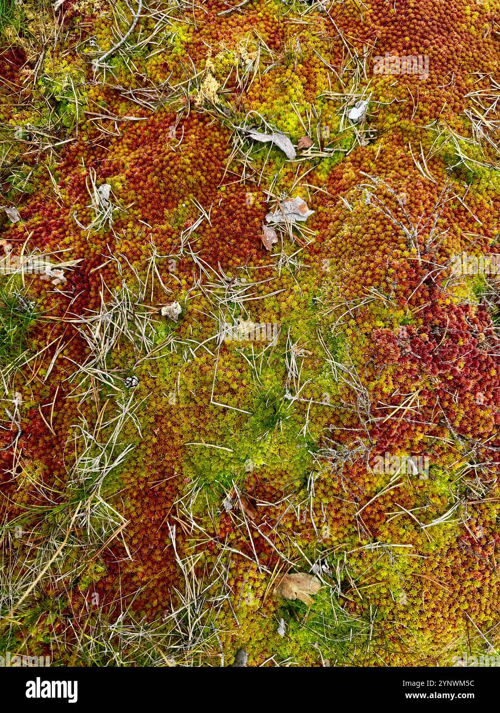 A mosaic of green, orange, and red Sphagnum moss and Cladonia rangiferina, creating a rich tapestry that celebrates the vibrant colors of autumn - Smartphone Captured Stock Image
