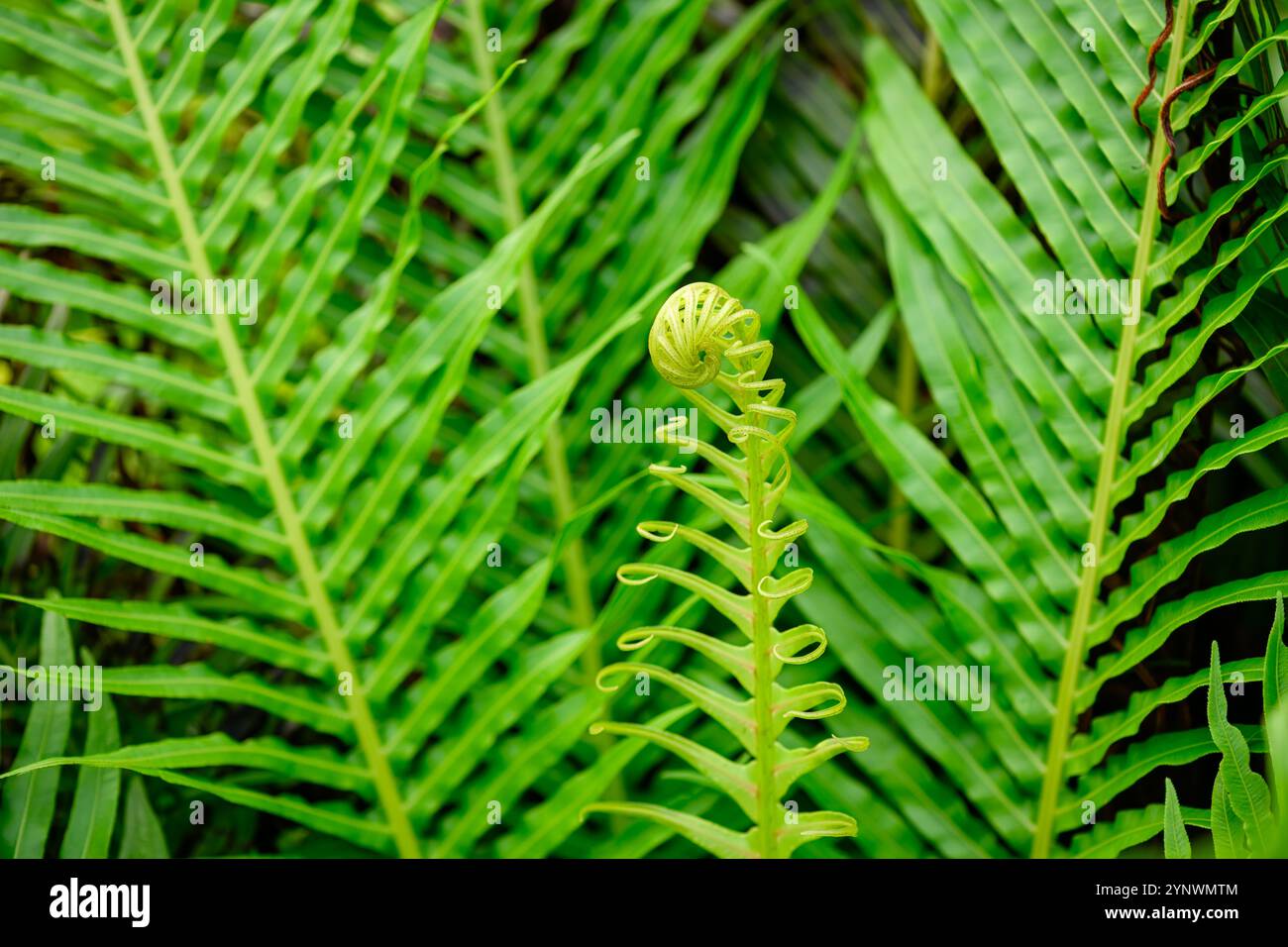 Blechnum Stipitatum - Fern Seeds