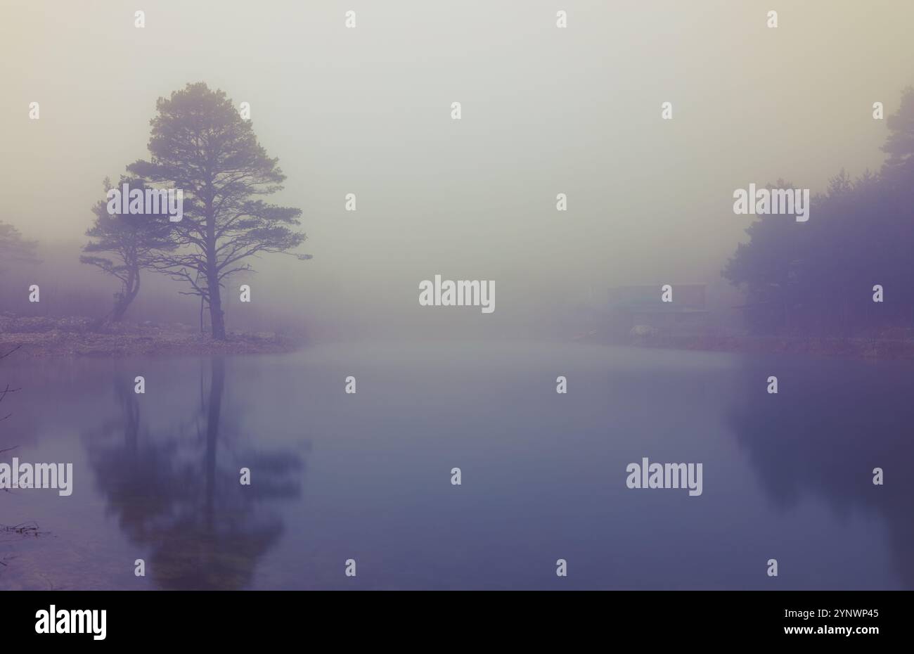 Landscape with a tree and its reflection in the lake in a thick fog ...