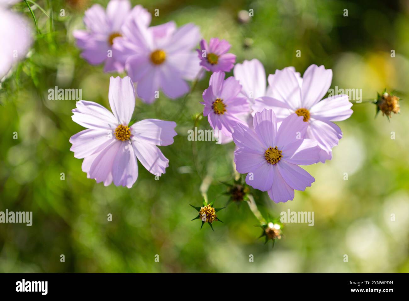 Elegant cluster of soft pink flowers hi-res stock photography and ...