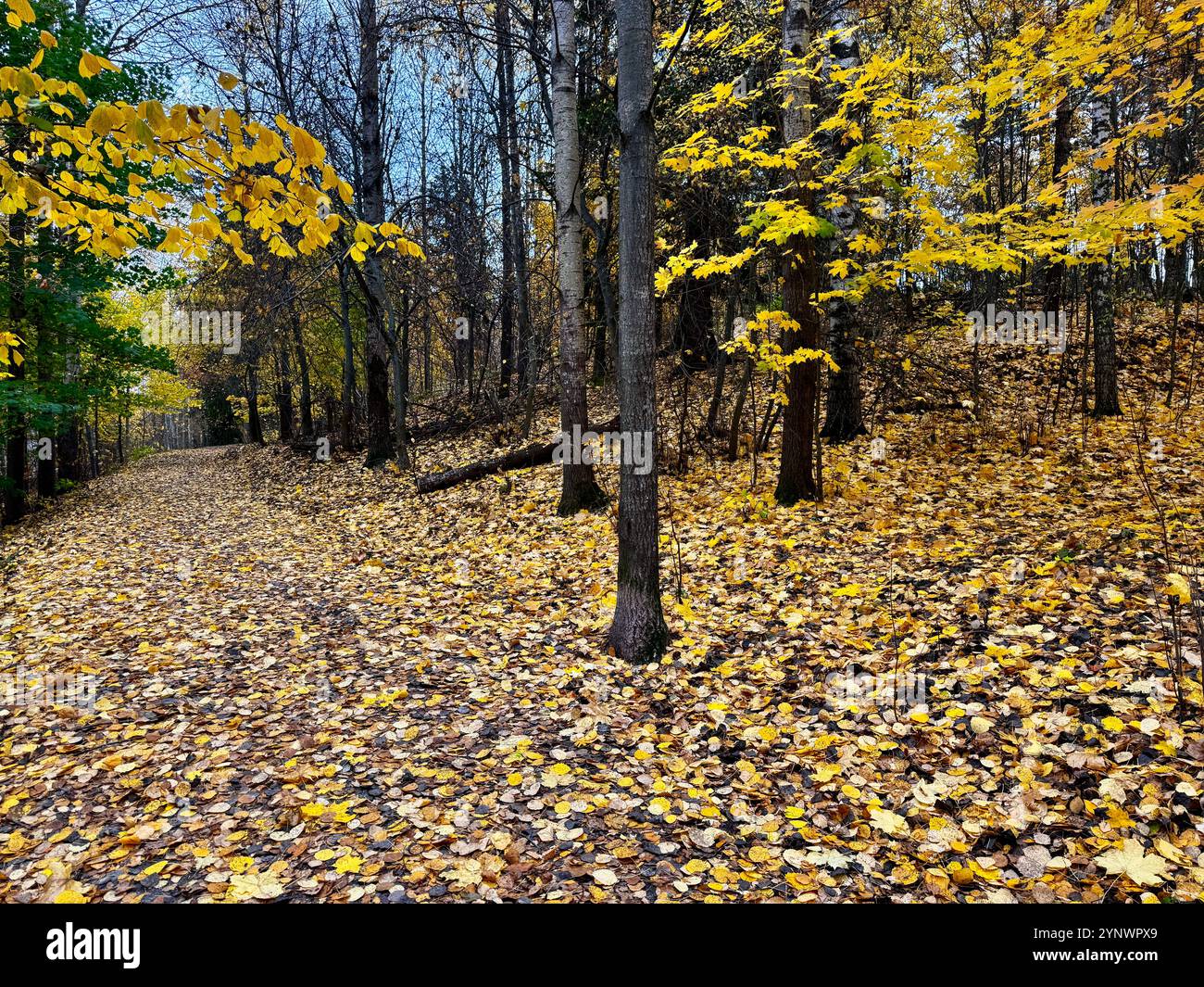 Golden Forest Trail  A peaceful autumn path in Finland, covered with golden leaves and surrounded by serene, colorful trees in soft autumn tones - Smartphone Captured Stock Image
