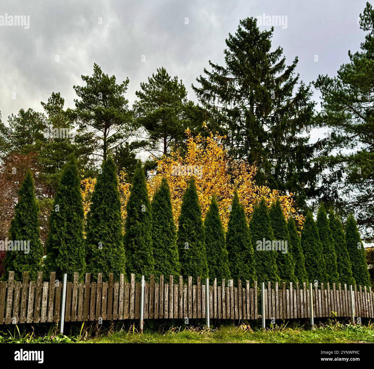 Green Hedges and Yellow Autumn Trees  Symmetrical green hedges meet vivid golden trees, showcasing Finnish autumns vibrant contrasts under a cloudy sk - Smartphone Captured Stock Image