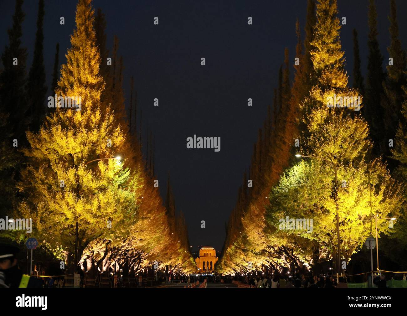 Thursday Tree Japanese Thursday. 26th Nov, 2024. November 26, 2024, Tokyo, Japan -Yellow ...