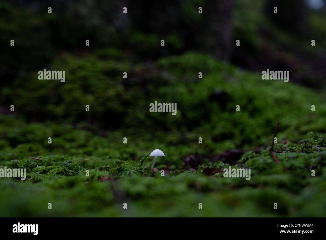 Lush green forest floor hi-res stock photography and images - Alamy