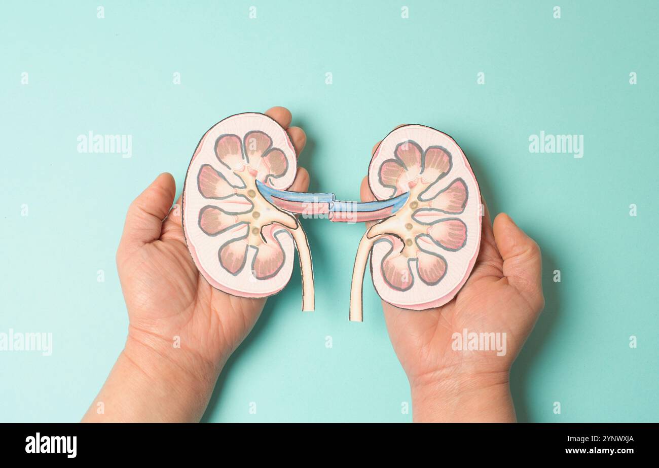 Kidney organ disease, world kidney day, impaired function, health problems, kidneys failure, dialysis and transplantation, medical issue Stock Photo