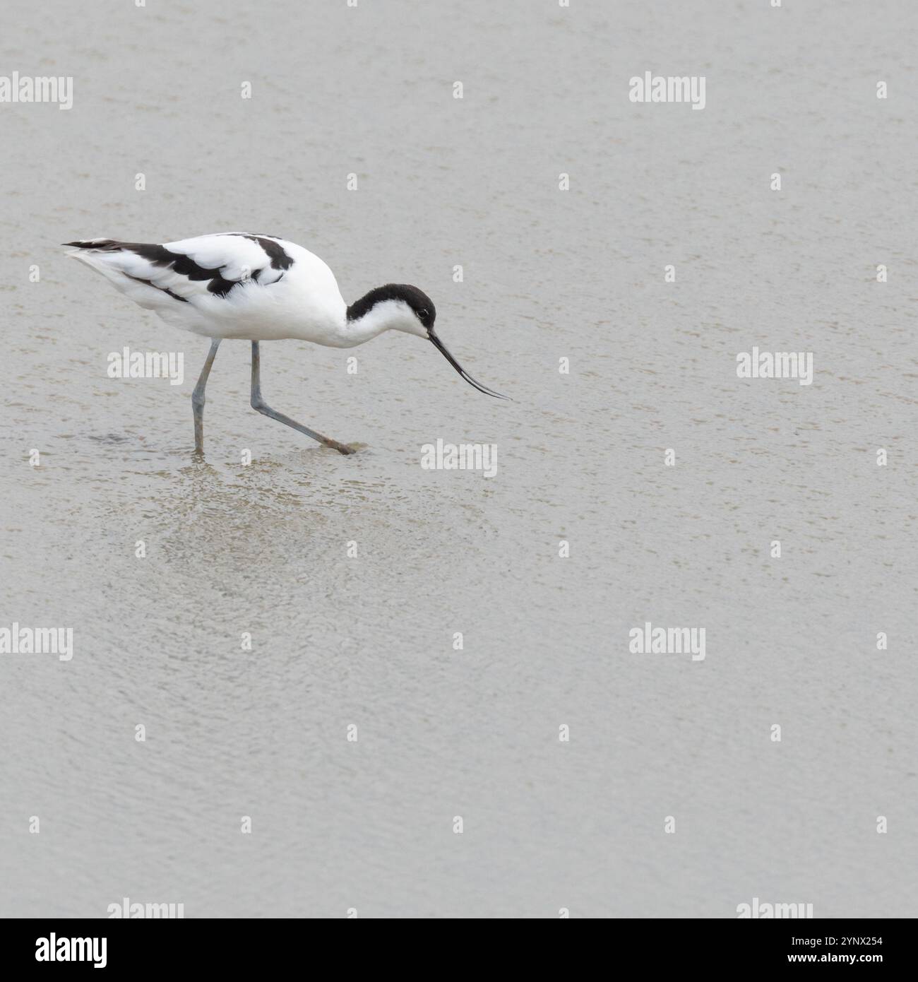 An avocet (Recurvirostra avosetta) dibbling the coastal waters of Norfolk, UK Stock Photo