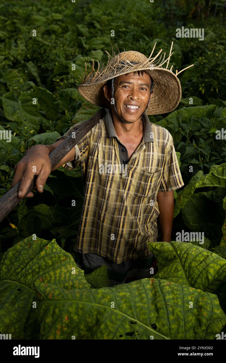 tobacco hoe Cultivation of tobacco plants hi-res stock photography and images