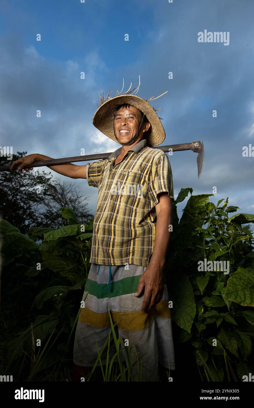 Agriculture tobacco plants in field hi-res stock photography and images