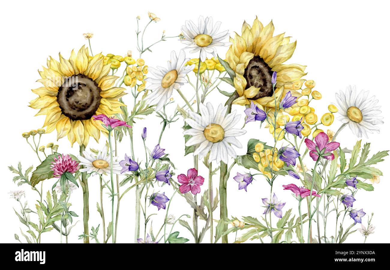 Watercolor illustration, floral composition in light tones. Botanical summer illustration daisy and sunflower, tansy, bluebell, forest geranium and Stock Photo