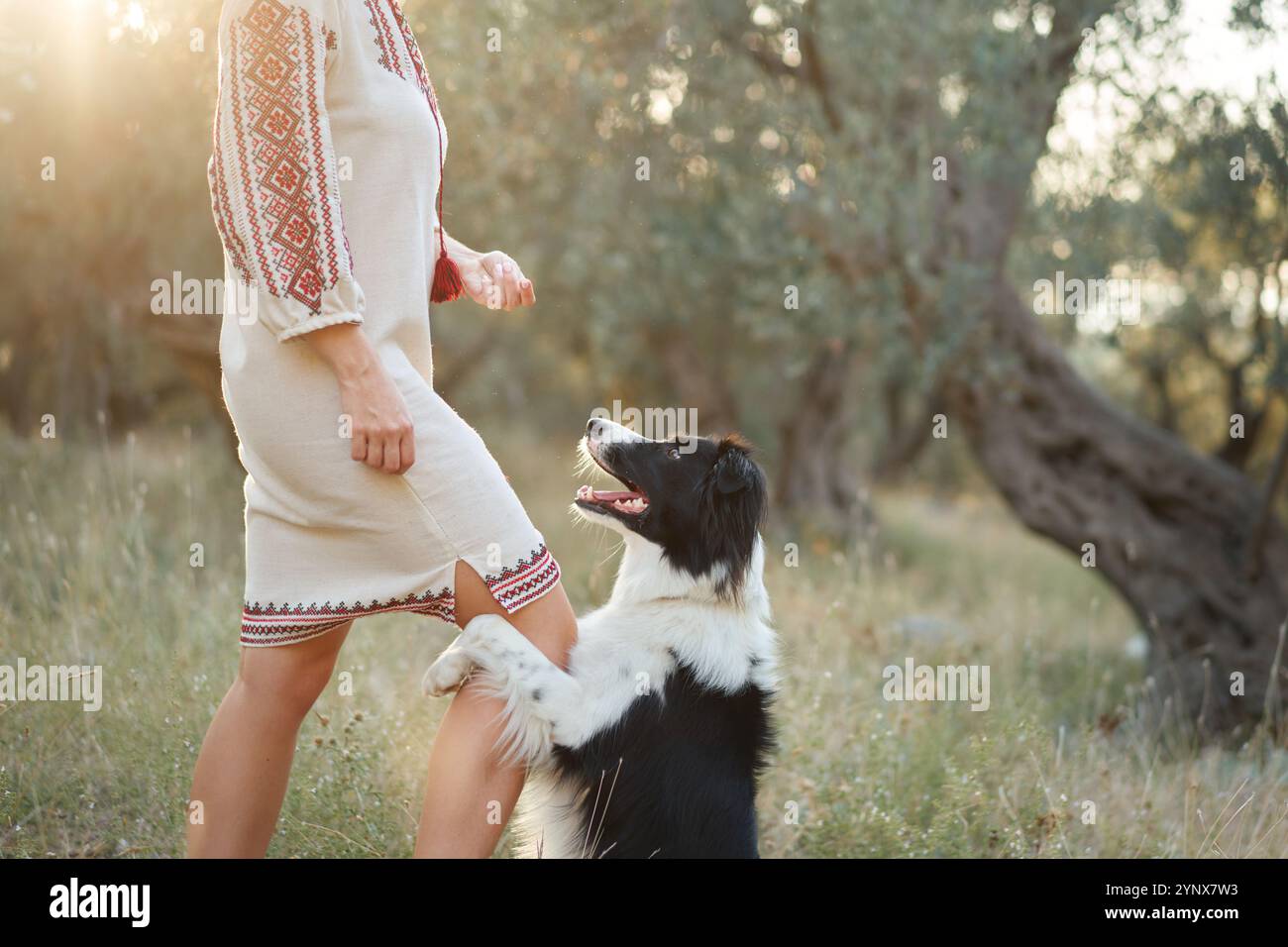 A Border Collie looks up at its owner during a peaceful walk through a sunlit park. Stock Photo