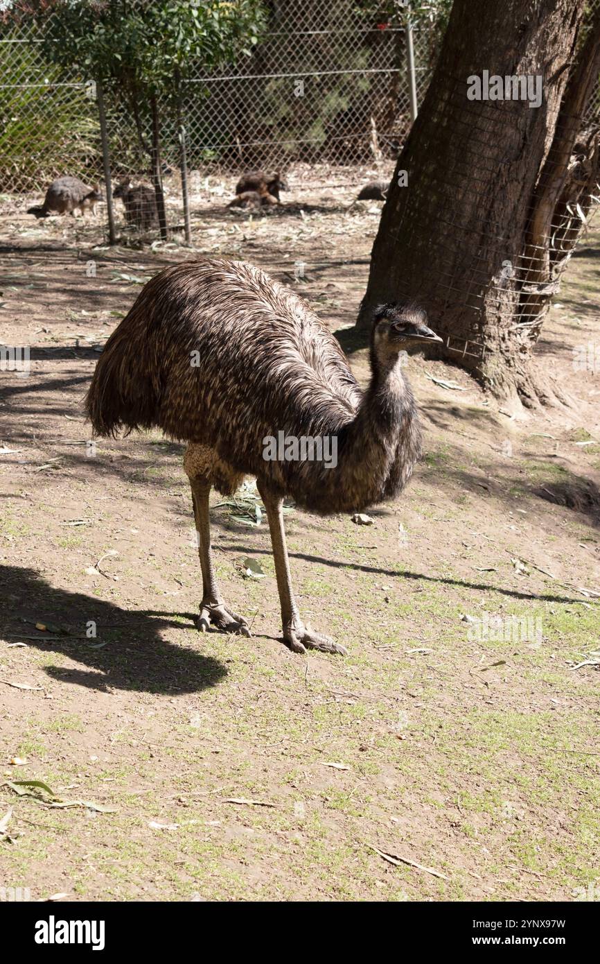 Emus Feasting Emus are covered in primitive feathers that are dusky brown to grey ...