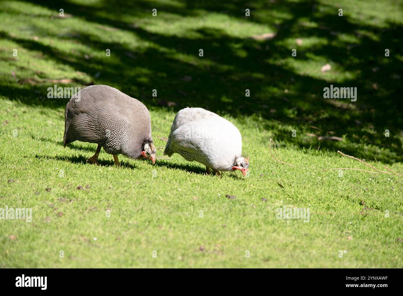 The Helmeted Guinea fowl is gray-black speckled with white. Stock Photo