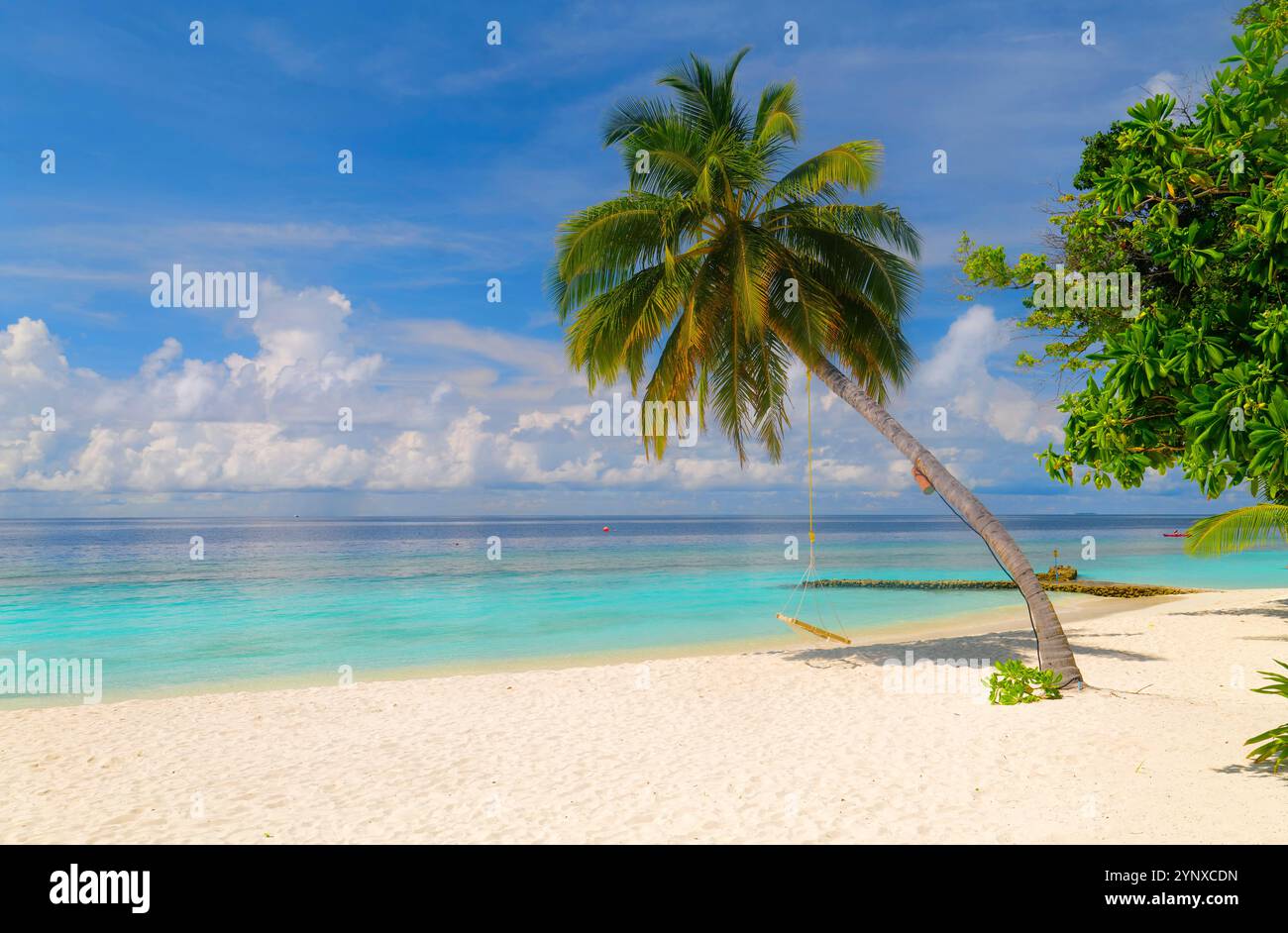 Dreamlike beach with palm trees in the Maldives. Baa Atoll, Asia Stock ... - And Dreamlike Beaches