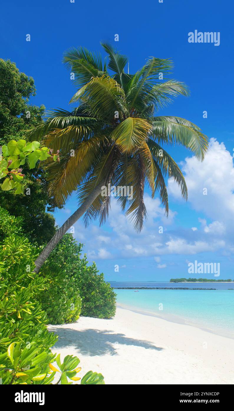 A closer look at And Dreamlike Beaches