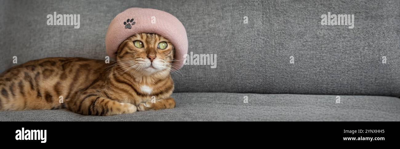 Charming Bengal cat in a warm hat on a sofa in the house. The animal is warming up on an autumn or winter day. The concept of warmth and comfort. Stock Photo