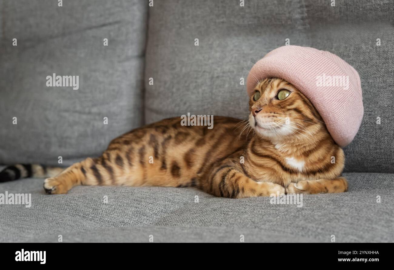 Charming Bengal cat in a warm hat on a sofa in the house. The animal is warming up on an autumn or winter day. The concept of warmth and comfort. Stock Photo