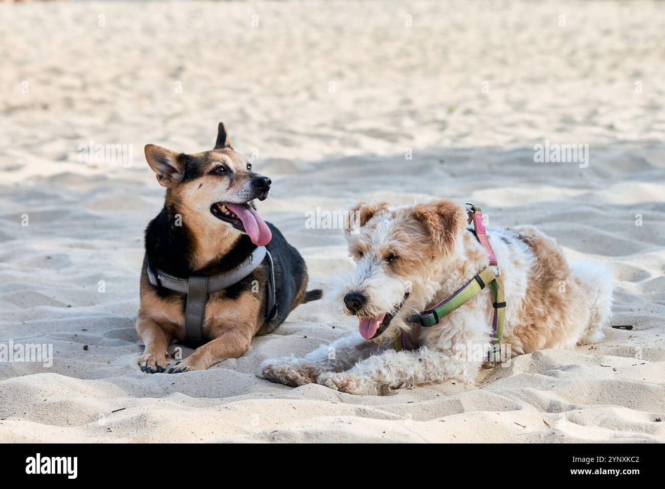 Two dogs are lying on the sand. One has black and brown fur and is ...