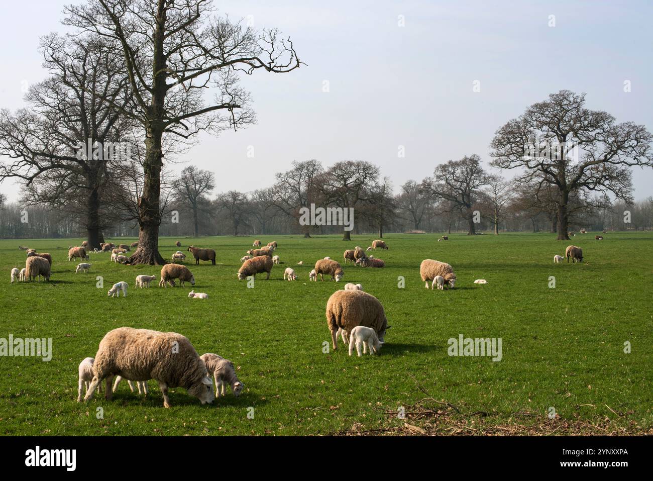 Lots of sheep and lambs grazing in the parkland of a Historic Mansion. A well focussed image with a background of trees. One sheep kneeling to feed. Stock Photo