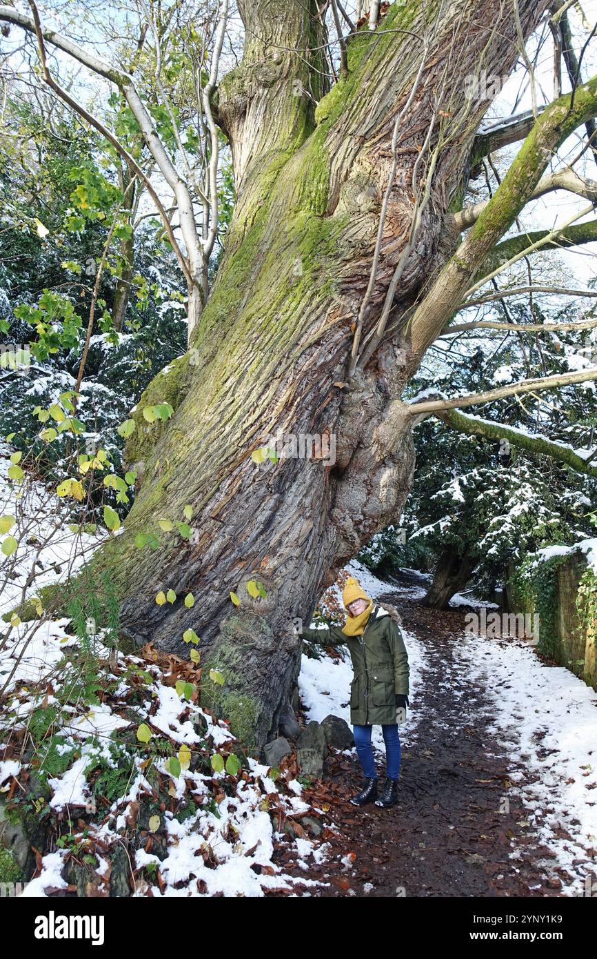 Big old chestnut tree hi-res stock photography and images - Alamy
