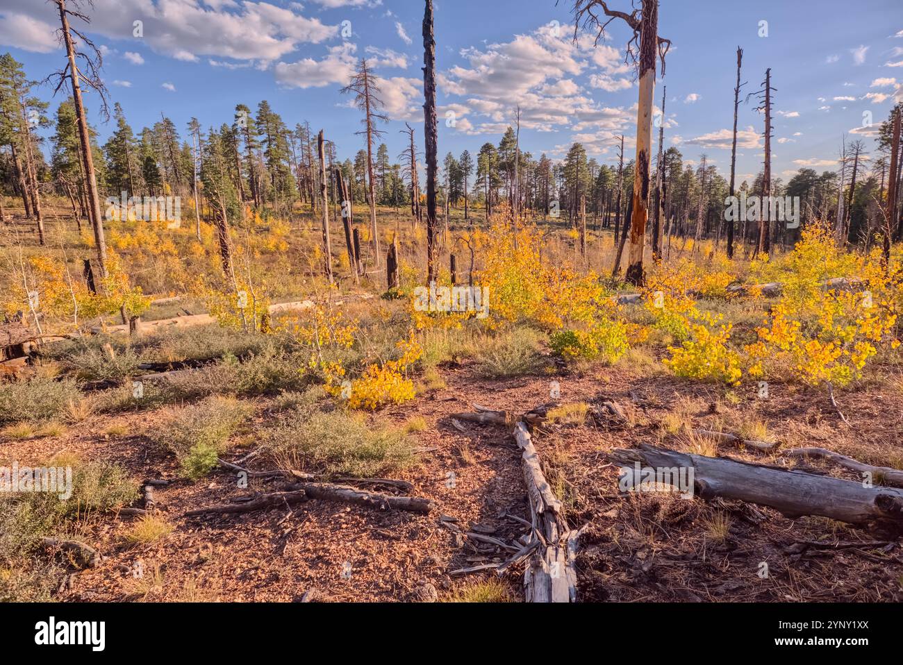 Burned section of Forest being taken over by young Aspen trees east of ...