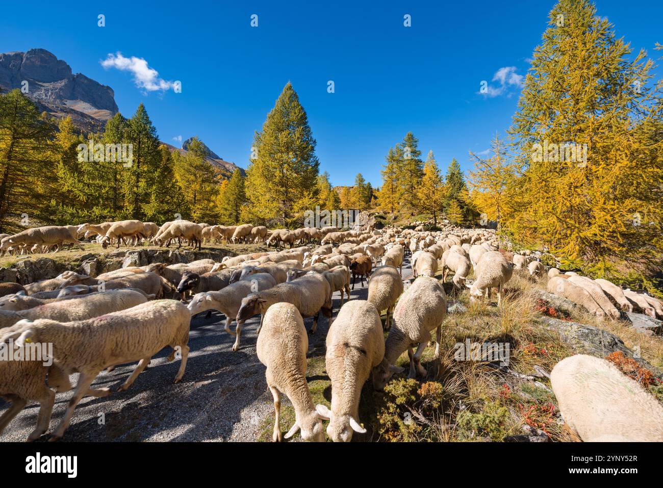 Sheep in alps hi-res stock photography and images - Alamy