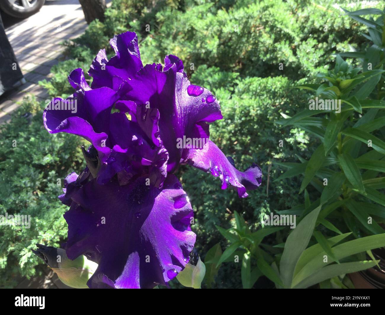 Striking petal structure hi-res stock photography and images - Alamy