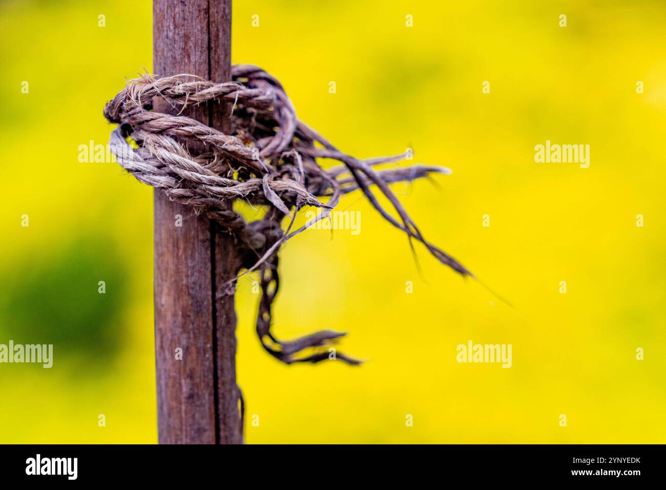 Bamboo pole hi-res stock photography and images - Alamy