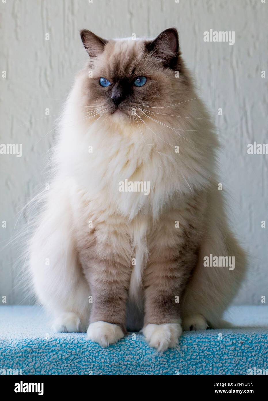Cute pet ragdoll cat. Pet animal. Stock Photo
