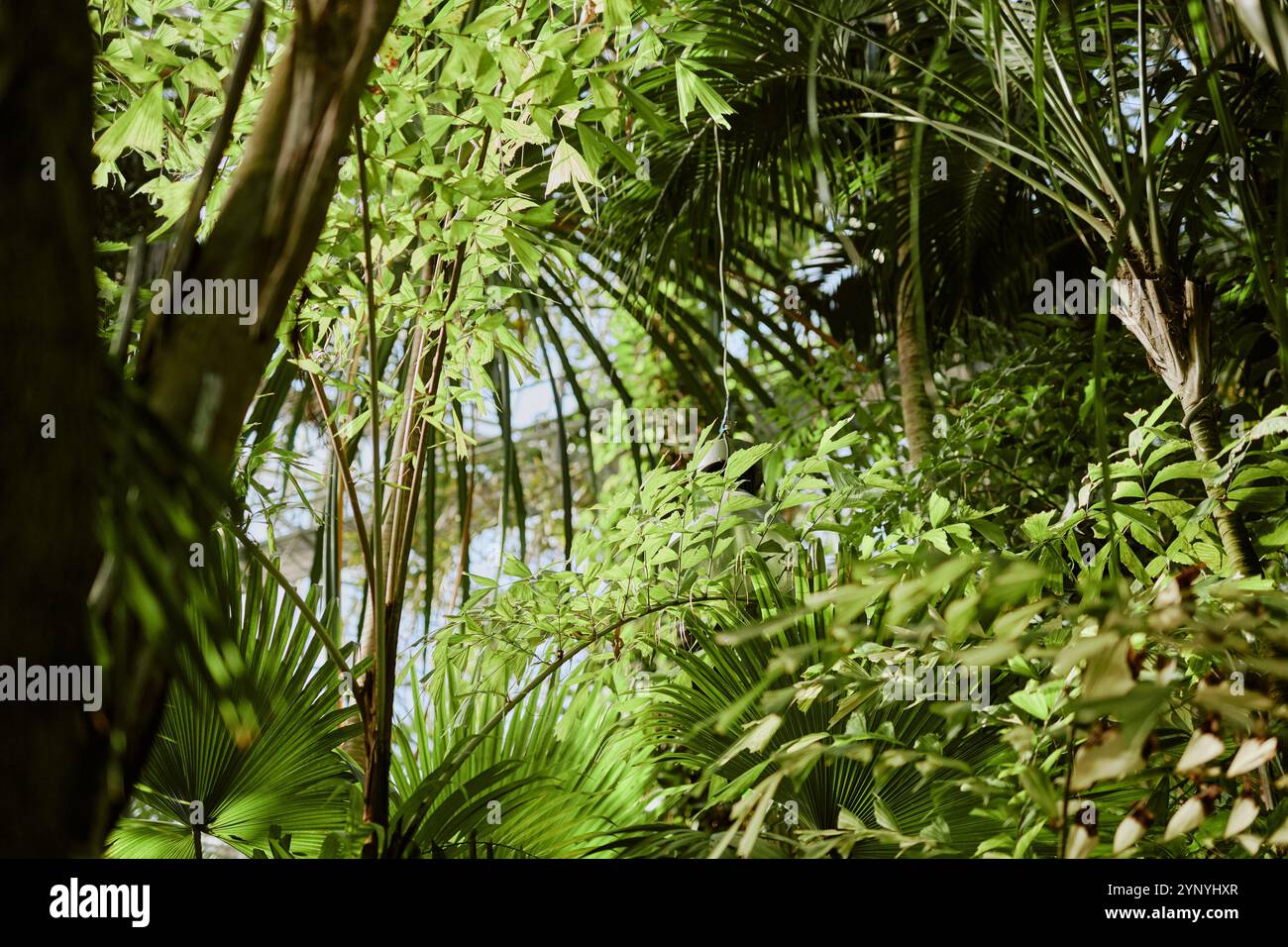 Various plants hi-res stock photography and images - Alamy