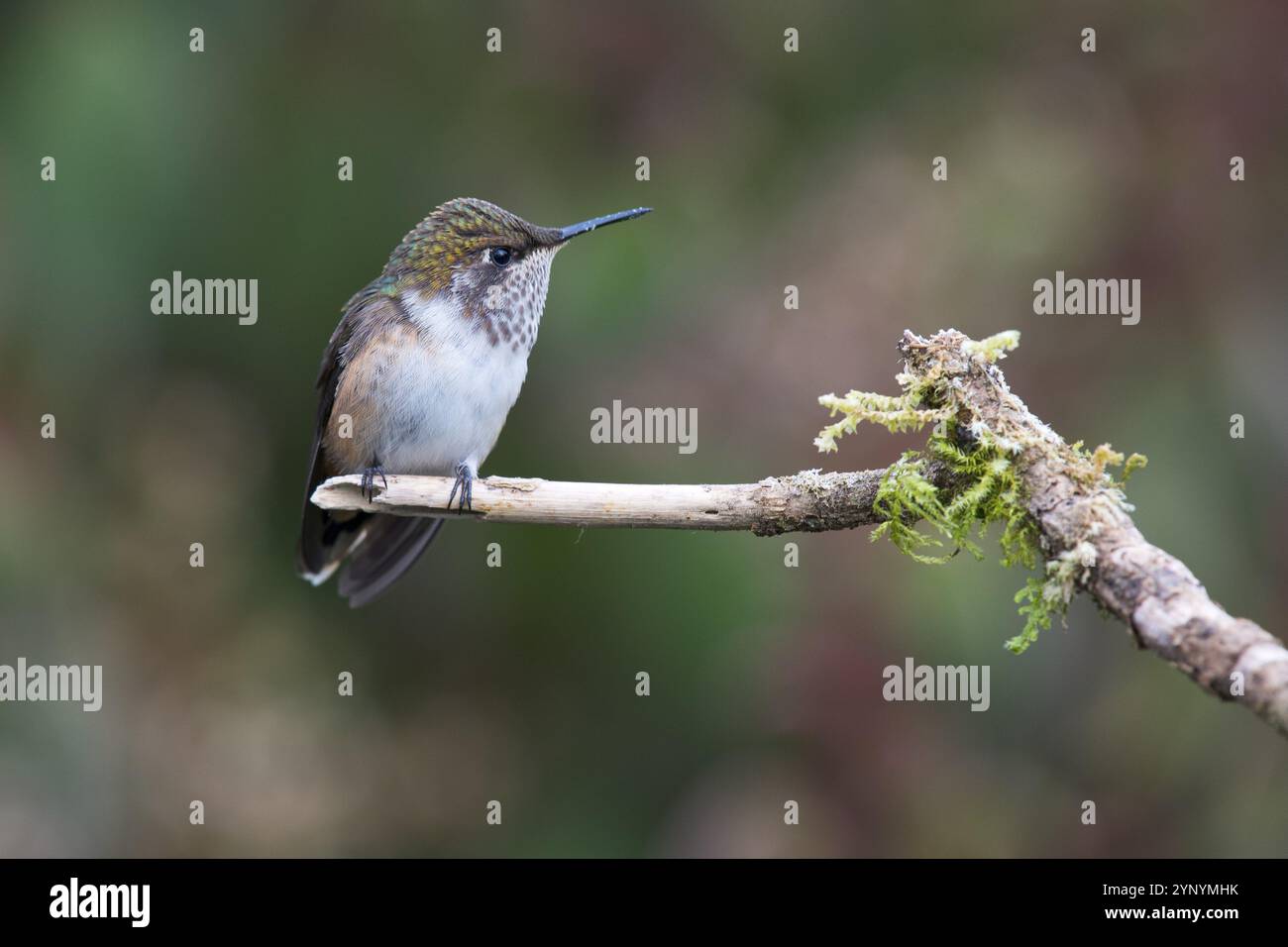 Inaguaster hummingbird (Nesophlox lyura), Parque National Los Quetzales, Costa Rica, Central America Stock Photo