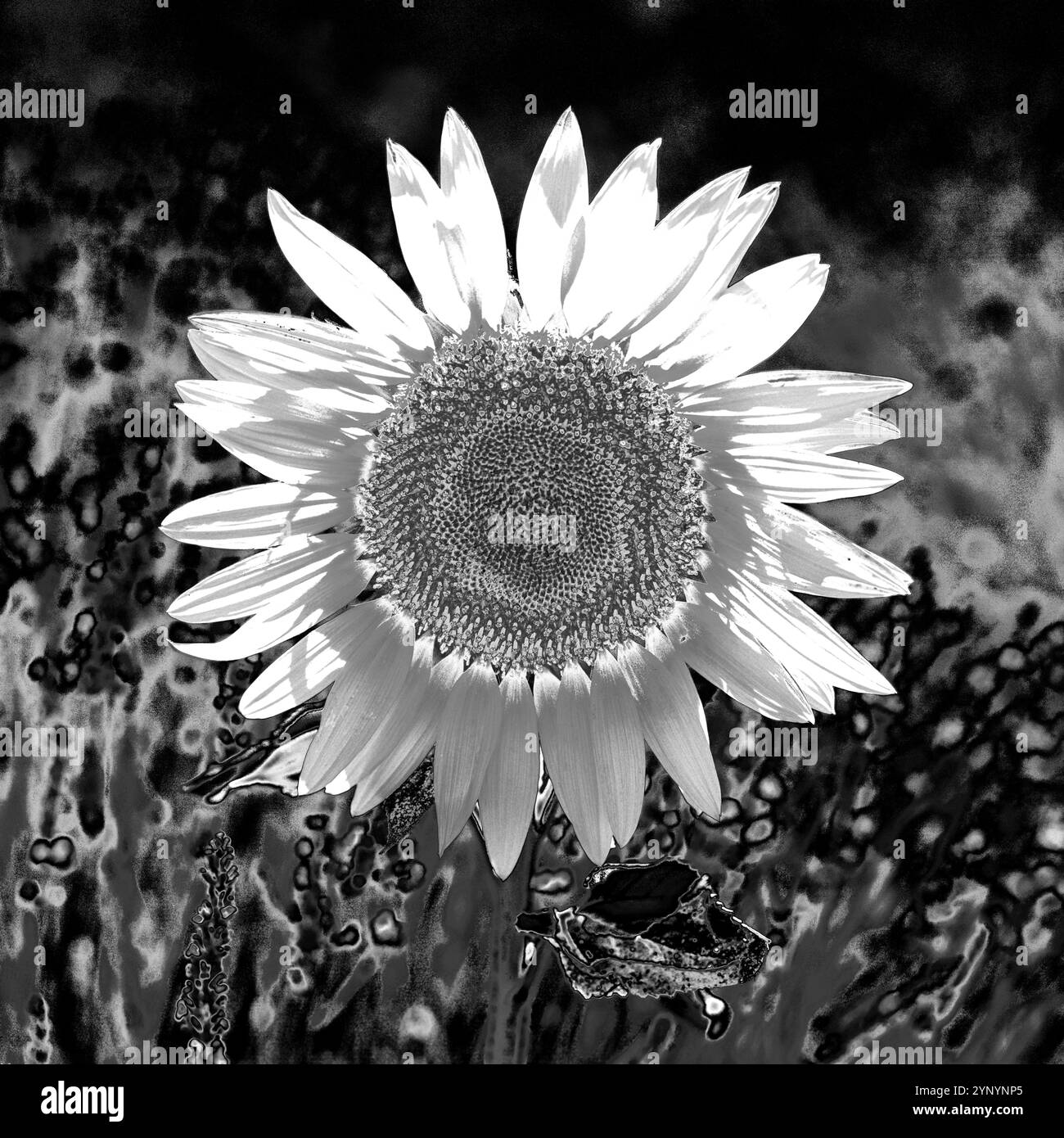 Lavender field with sunflower, photomontage, Provence, France, Europe Stock Photo