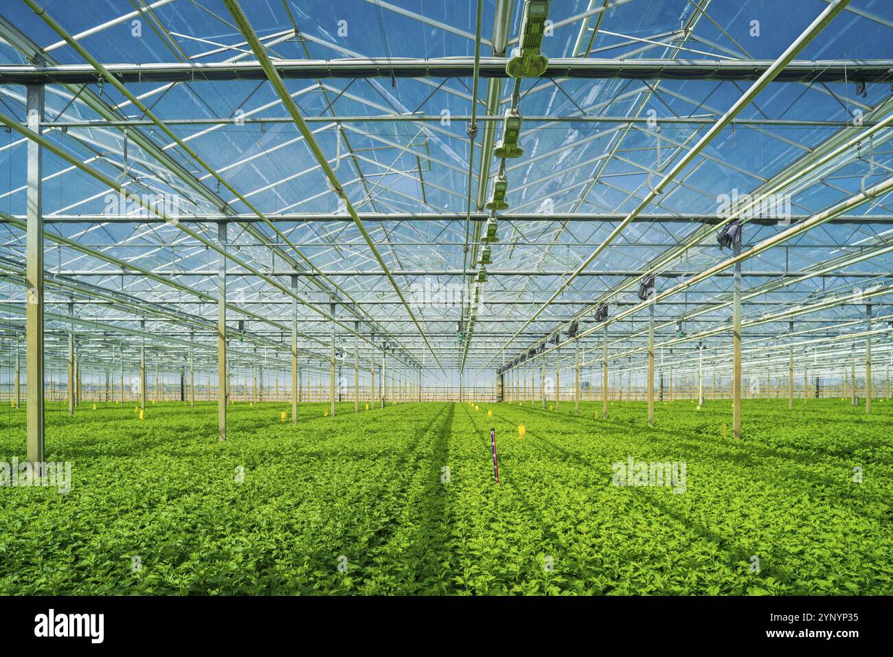 Interior of a commercial greenhouse in the netherlands Stock Photo - Alamy