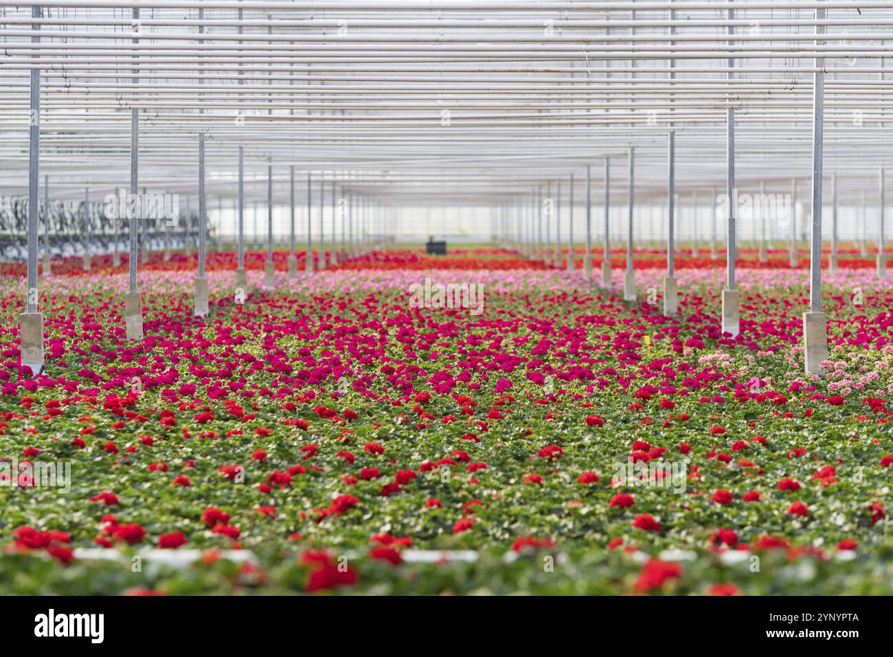 Greenhouse interiors hi-res stock photography and images - Alamy
