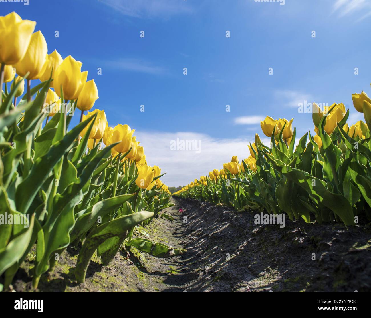 Beautiful blossoming tulips hi-res stock photography and images - Alamy