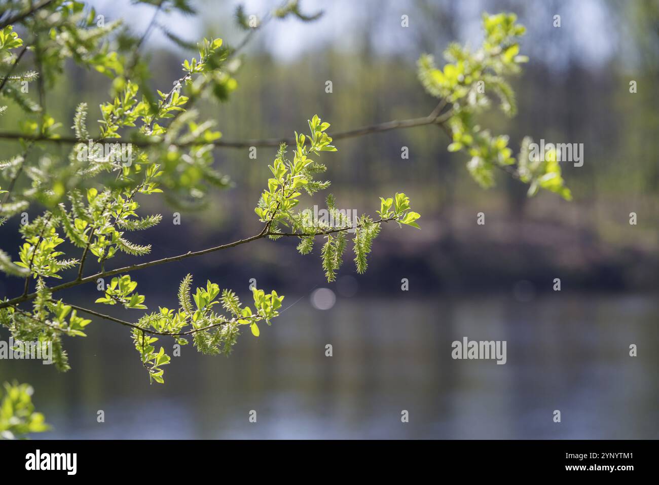 Fresh green young branches hi-res stock photography and images - Alamy